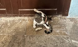 Featured image of post У двери