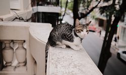 Featured image of post Серия из двух