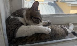 Featured image of post Подоконник