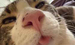 Featured image of post Ракурс снизу
